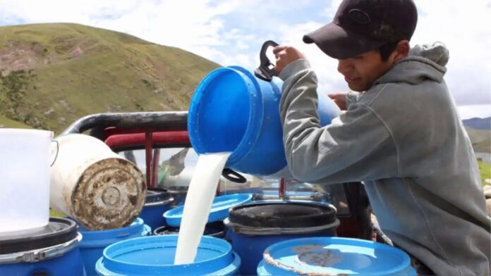 Ganaderos de Puno necesitan cambiar mentalidad para competir en el mercado lácteo