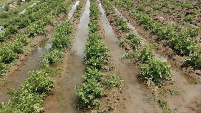 Inundación devasta cultivos: Papa, quinua y alfalfa en peligro
