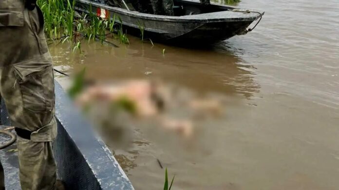 Hallan el cuerpo de la víctima número 13 tras naufragio en el río Inambari