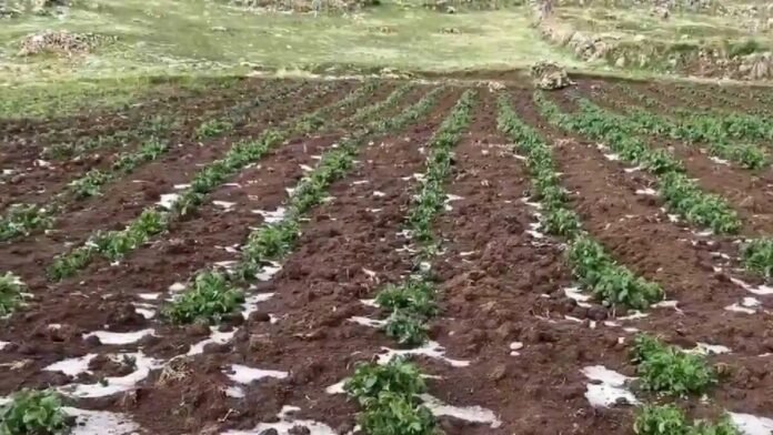 Granizada destruye cultivos en Huatasani; entregan abono para recuperación