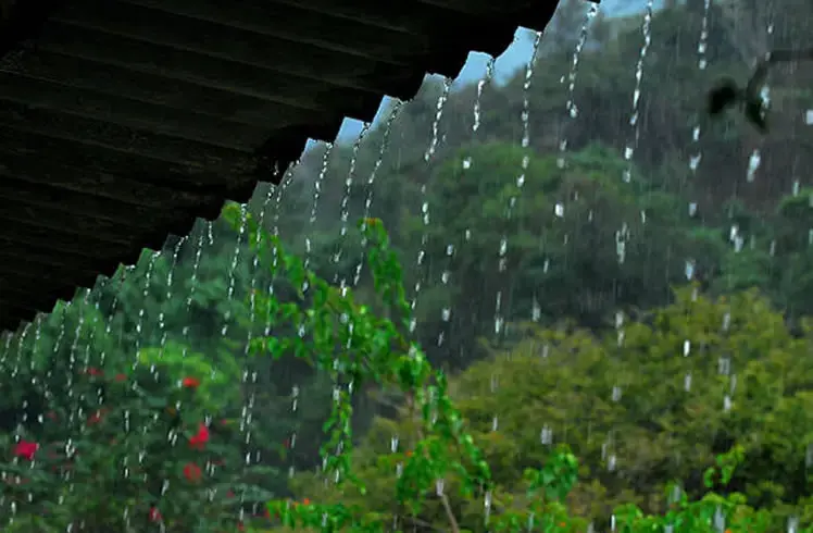 lluvias en la selva
