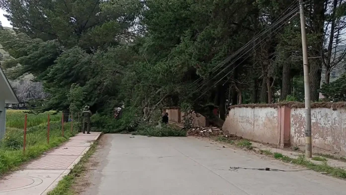 Árbol cae en vía principal de Salcedo y bloquea el tránsito