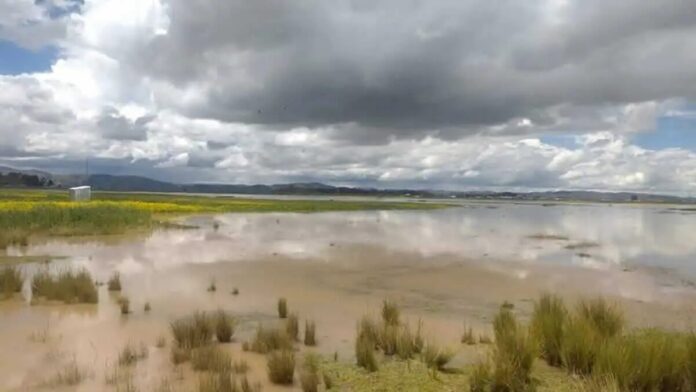 Desborde del río Ramis causa graves pérdidas en cultivos de San Román
