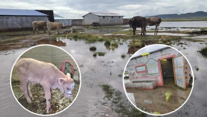 Puno: Inundaciones afectan viviendas y ganado en Vilque