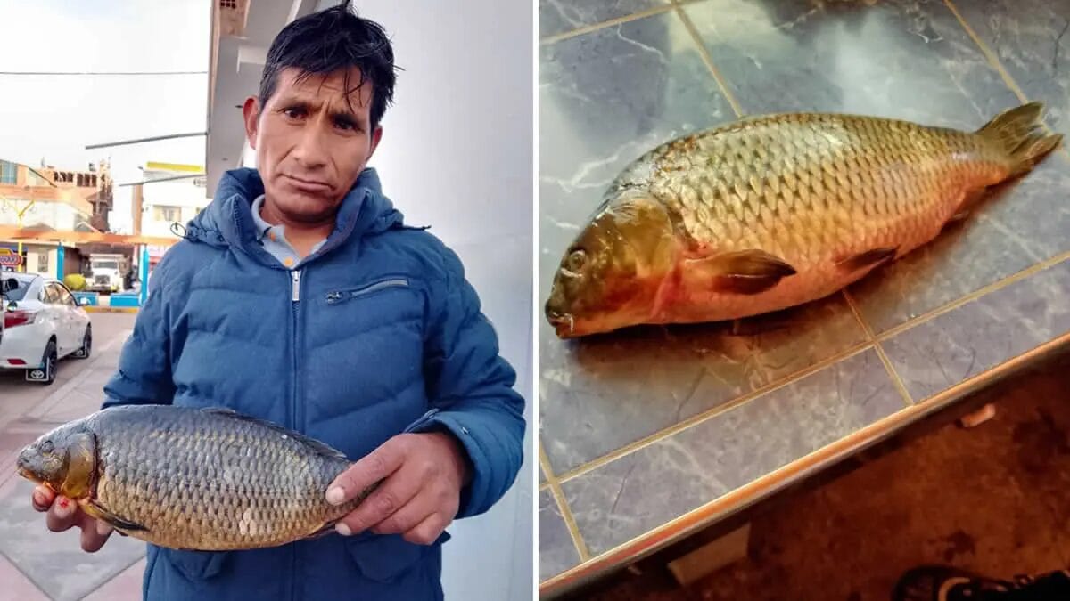 Pescadores artesanales de Yunguyo alertan sobre presencia de pez carpa en el lago Titicaca