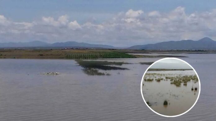 Lampa: Río Calapuja se desborda y arrasa cultivos; agricultores claman ayuda urgente