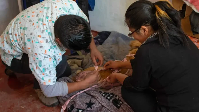 Más de 100 mascotas esterilizadas en Puno para controlar la sobrepoblación
