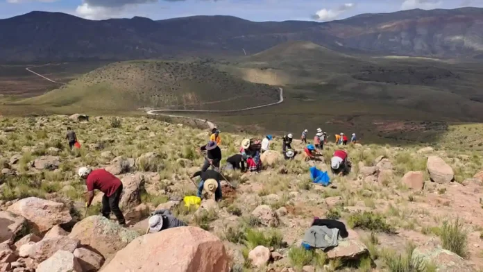 Arequipa: Plantaron 5000 árboles de queñua en comunidad campesina de Huambo