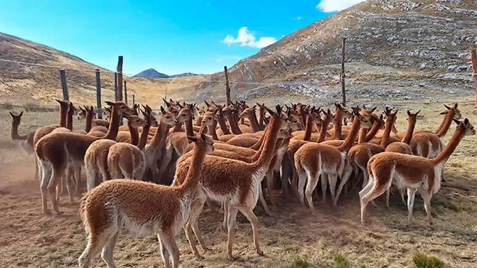 Puno realizará el quinto censo nacional de vicuñas para actualizar datos tras 13 años