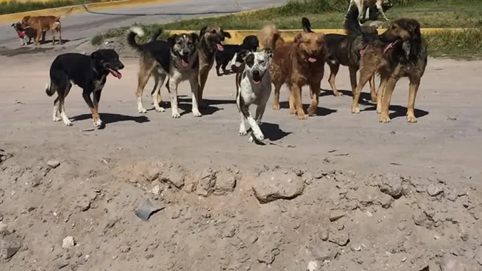 jauría de perros