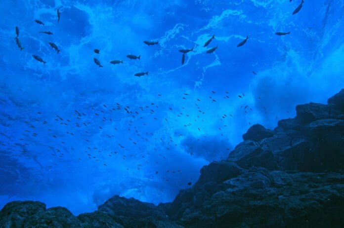 ¿Reserva o zona de pesca industrial? Tres jueces decidirán el futuro de la Dorsal de Nasca Reserva