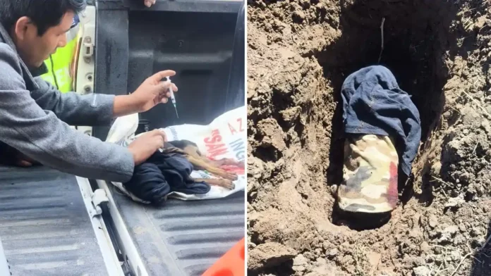 Atropello y fuga de mascota