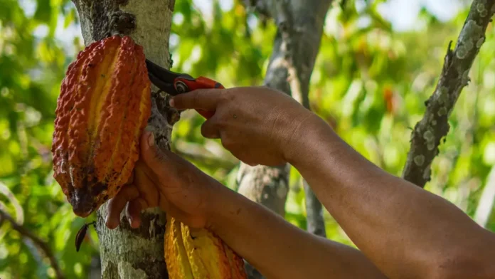 Productores Cacaoteros DF