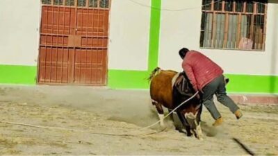 Yunguyo: adulto mayor fallece tras ser embestido por un toro durante celebración taurina en San Juan de Totora